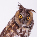 Avatar of ParaSwap Ecosystem